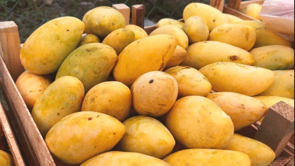 feria del mango actopan 2026